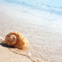 Discover the Joy of Shelling at St. Pete Beach, Florida